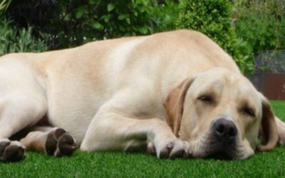 ARTIFICIAL GRASS IS THE PERFECT SOLUTION FOR DOG OWNERS